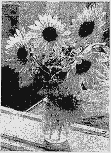 Sonnenblumen in Vase am Fensterbrett.
